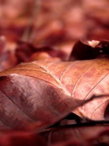 Preview wallpaper leaves, dry, wrinkled, fall