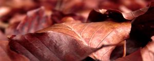 Preview wallpaper leaves, dry, wrinkled, fall