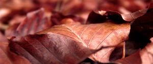 Preview wallpaper leaves, dry, wrinkled, fall