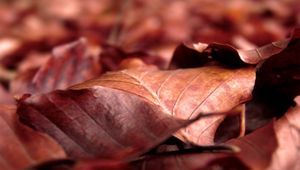 Preview wallpaper leaves, dry, wrinkled, fall