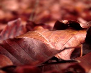 Preview wallpaper leaves, dry, wrinkled, fall