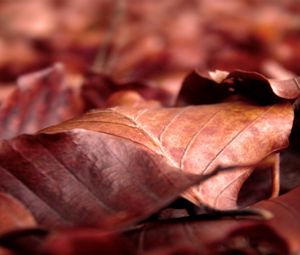 Preview wallpaper leaves, dry, wrinkled, fall