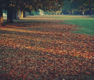 Preview wallpaper leaves, earth, autumn, strips