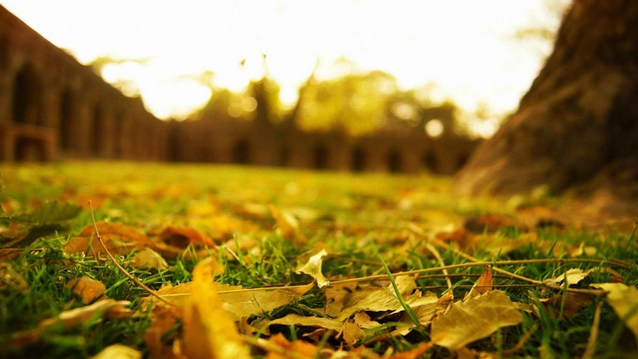 Wallpaper leaves, earth, grass, lawn, macro, autumn