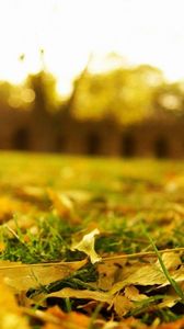 Preview wallpaper leaves, earth, grass, lawn, macro, autumn