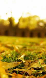 Preview wallpaper leaves, earth, grass, lawn, macro, autumn