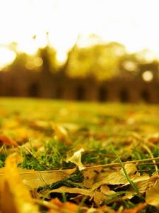 Preview wallpaper leaves, earth, grass, lawn, macro, autumn