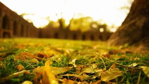 Preview wallpaper leaves, earth, grass, lawn, macro, autumn