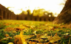 Preview wallpaper leaves, earth, grass, lawn, macro, autumn