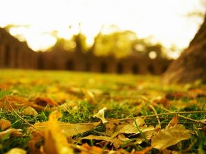 Preview wallpaper leaves, earth, grass, lawn, macro, autumn