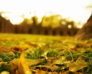 Preview wallpaper leaves, earth, grass, lawn, macro, autumn