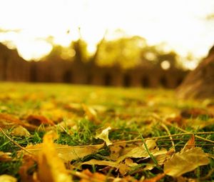 Preview wallpaper leaves, earth, grass, lawn, macro, autumn