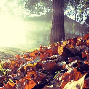 Preview wallpaper leaves, earth, tree, autumn, house, light