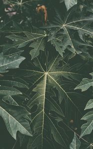 Preview wallpaper leaves, fading, green