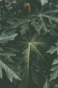Preview wallpaper leaves, fading, green