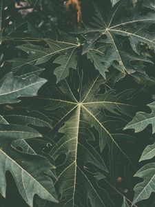 Preview wallpaper leaves, fading, green