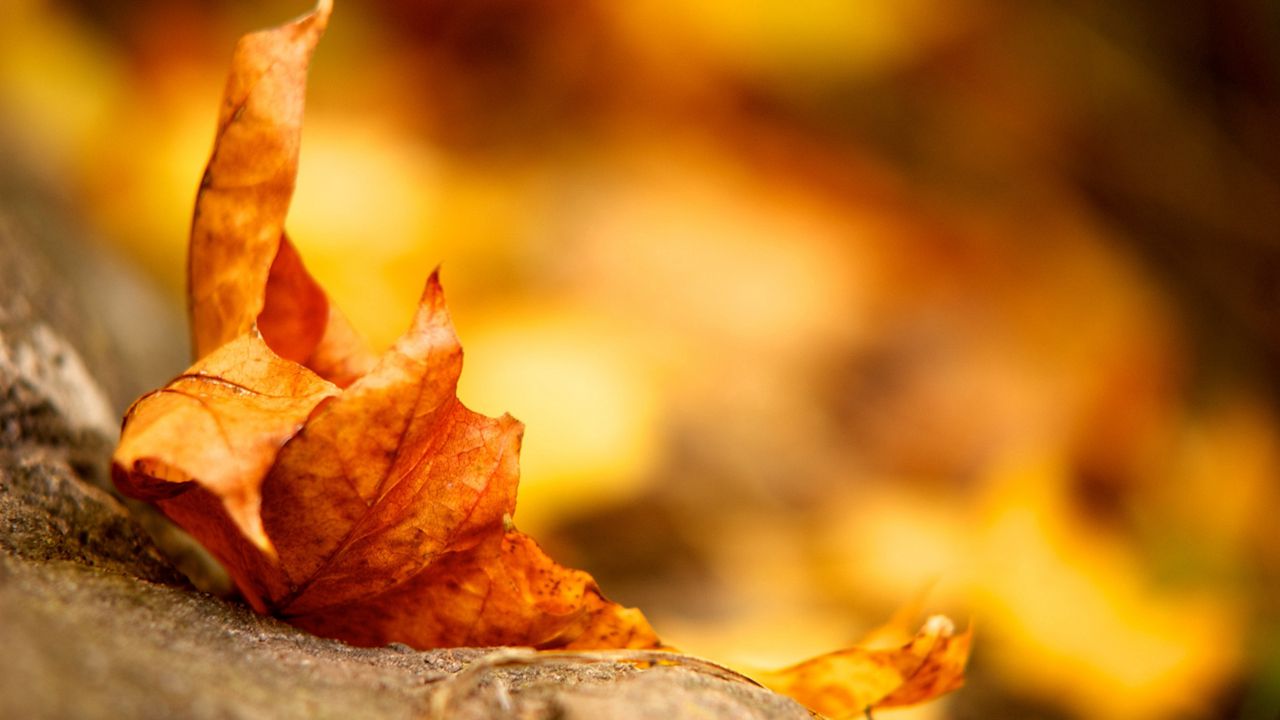 Wallpaper leaves, fall, dry, fallen