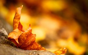 Preview wallpaper leaves, fall, dry, fallen