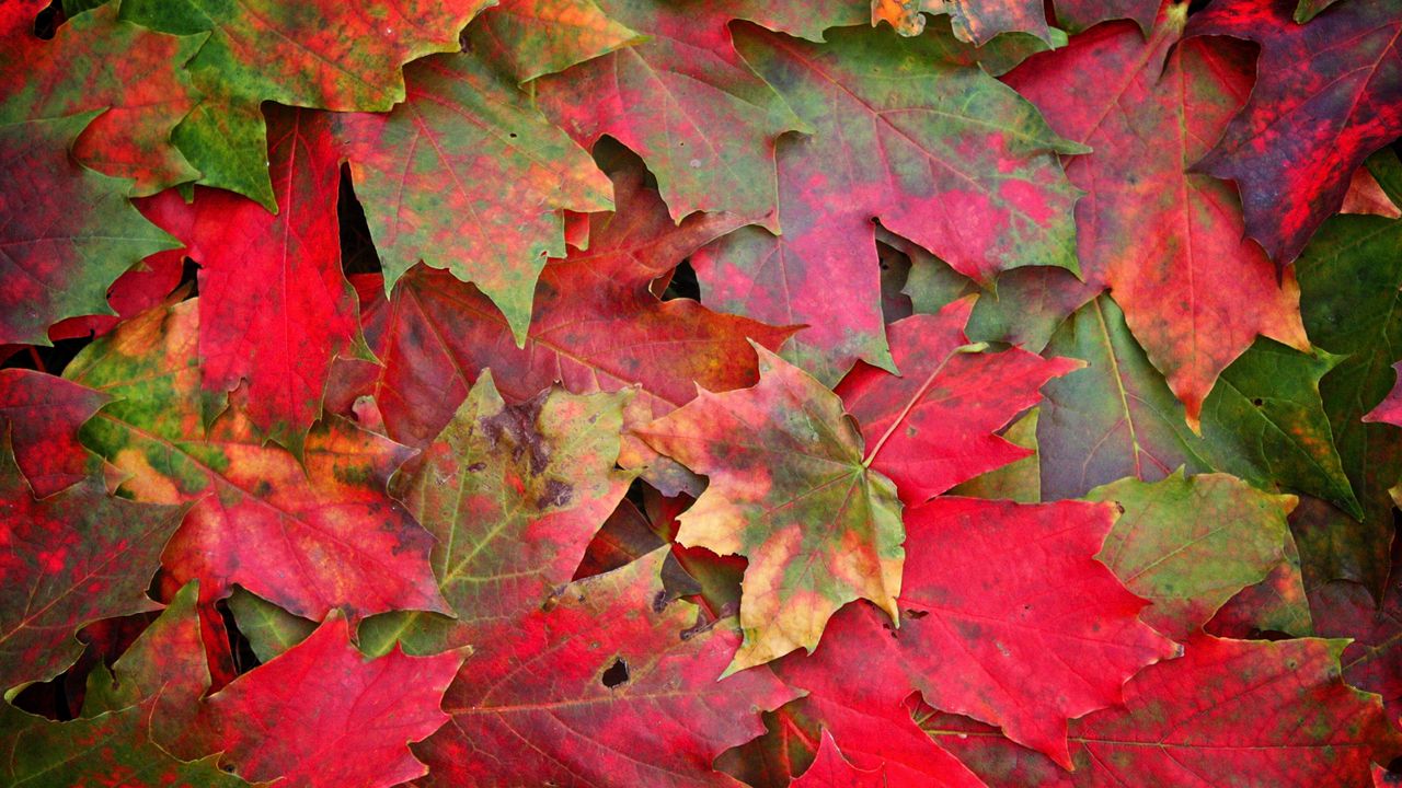 Wallpaper leaves, fall, fallen, maple