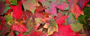 Preview wallpaper leaves, fall, fallen, maple