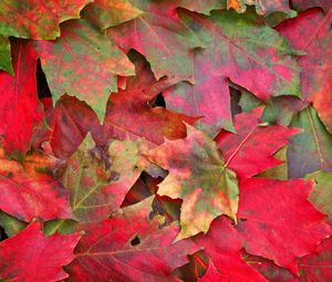 Preview wallpaper leaves, fall, fallen, maple