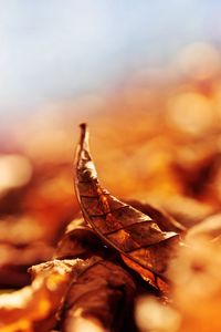 Preview wallpaper leaves, fall, fallen, curved, dry