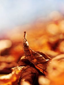 Preview wallpaper leaves, fall, fallen, curved, dry