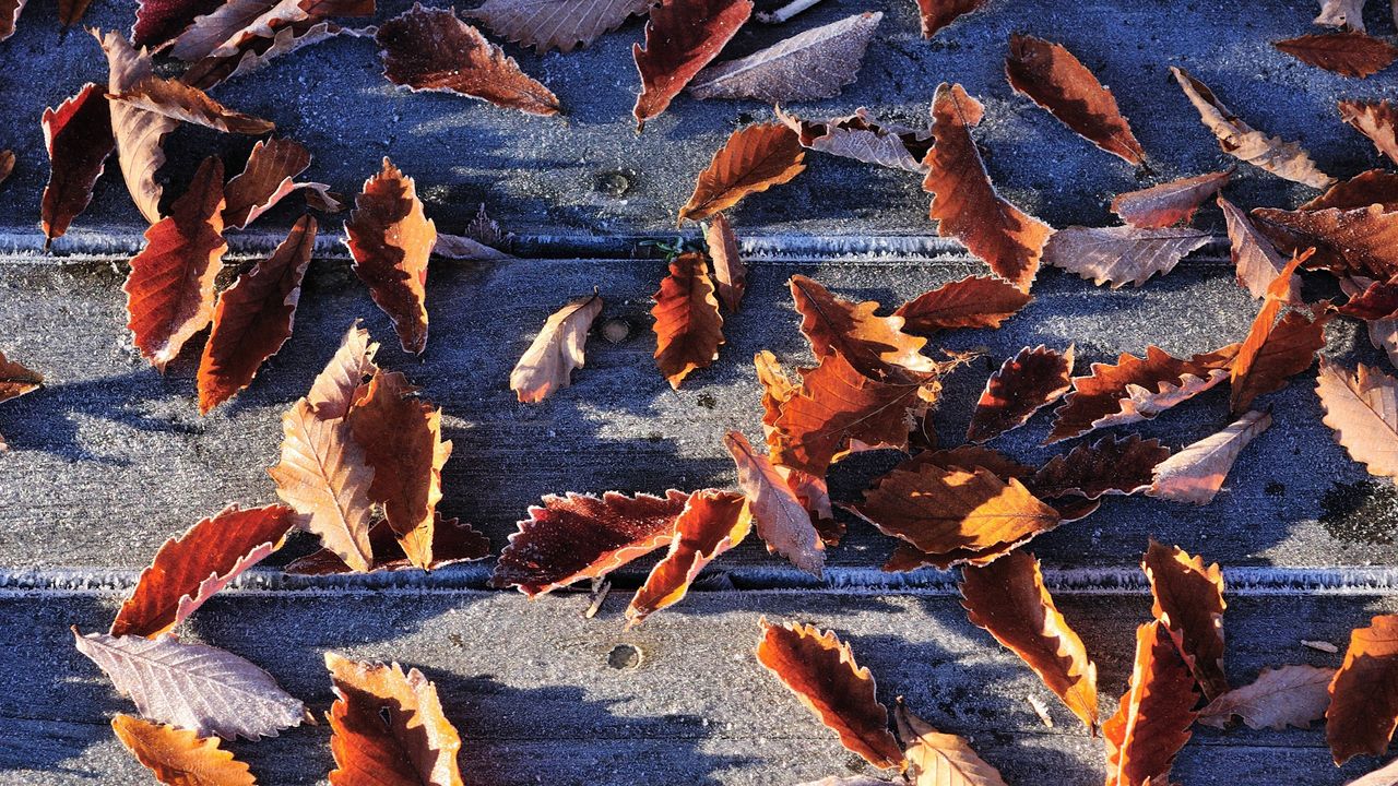 Wallpaper leaves, fall, fallen, frost