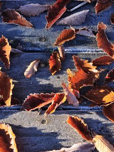 Preview wallpaper leaves, fall, fallen, frost