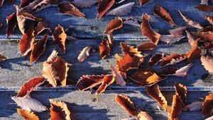 Preview wallpaper leaves, fall, fallen, frost