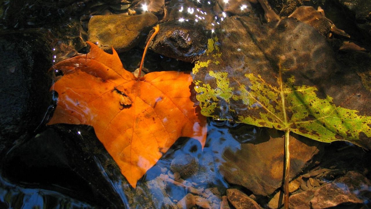 Wallpaper leaves, fall, fallen, yellow, puddle, moisture