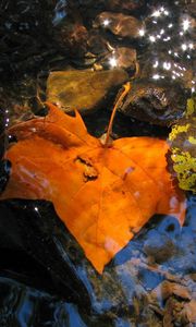 Preview wallpaper leaves, fall, fallen, yellow, puddle, moisture