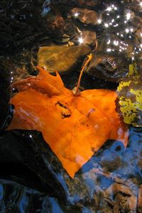 Preview wallpaper leaves, fall, fallen, yellow, puddle, moisture