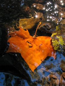 Preview wallpaper leaves, fall, fallen, yellow, puddle, moisture