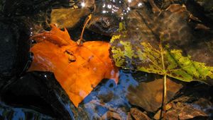 Preview wallpaper leaves, fall, fallen, yellow, puddle, moisture