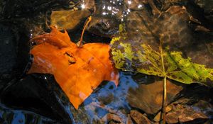 Preview wallpaper leaves, fall, fallen, yellow, puddle, moisture