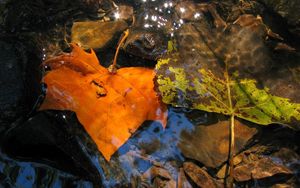 Preview wallpaper leaves, fall, fallen, yellow, puddle, moisture