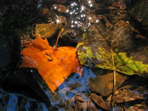 Preview wallpaper leaves, fall, fallen, yellow, puddle, moisture