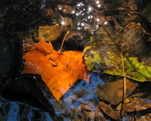 Preview wallpaper leaves, fall, fallen, yellow, puddle, moisture