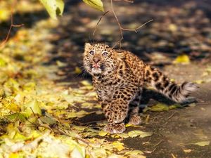 Preview wallpaper leaves, fall, leopard, kitten