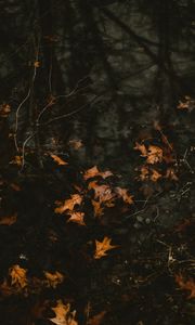 Preview wallpaper leaves, fallen, autumn, water