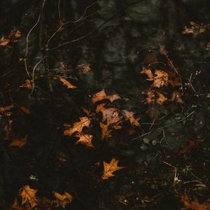 Preview wallpaper leaves, fallen, autumn, water