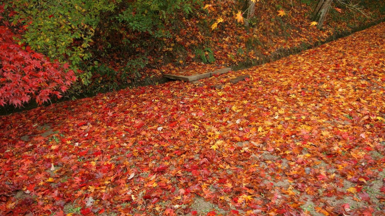 Wallpaper leaves, fallen, fall