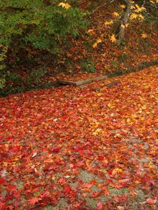 Preview wallpaper leaves, fallen, fall
