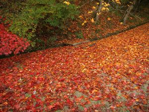 Preview wallpaper leaves, fallen, fall
