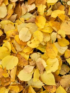 Preview wallpaper leaves, fallen leaves, autumn, yellow