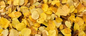 Preview wallpaper leaves, fallen leaves, autumn, yellow