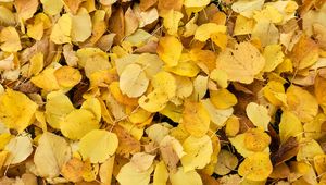 Preview wallpaper leaves, fallen leaves, autumn, yellow