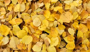 Preview wallpaper leaves, fallen leaves, autumn, yellow