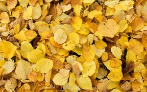 Preview wallpaper leaves, fallen leaves, autumn, yellow